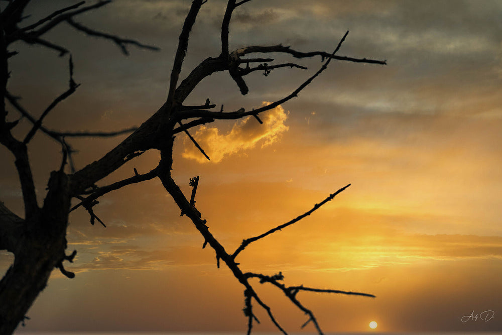 Bare branches silhouetted against a golden sunset