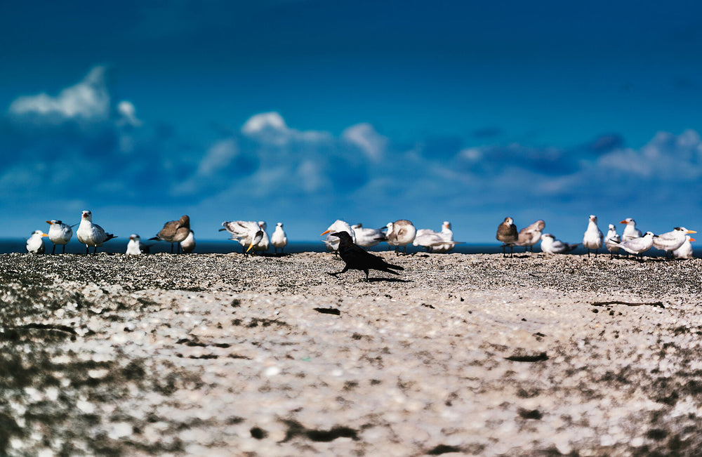 Gulls and a crow resting on a pebble shoreline under a blue sky