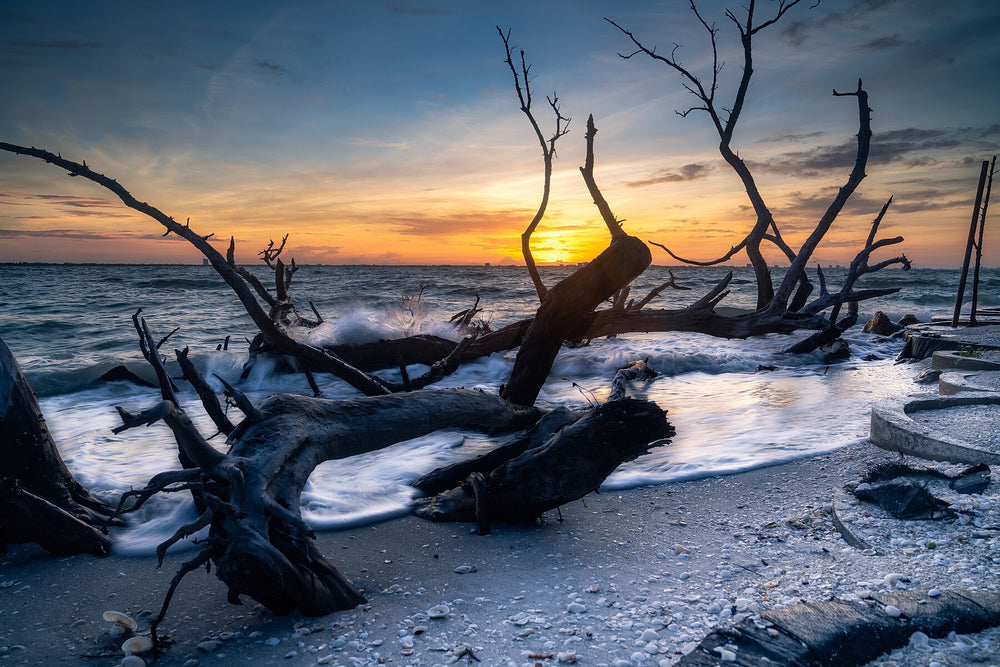 Long exposure of driftwood on a shoreline at sunrise