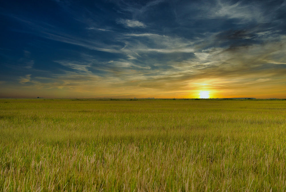 Sun setting over an open green marsh beneath heavy clouds