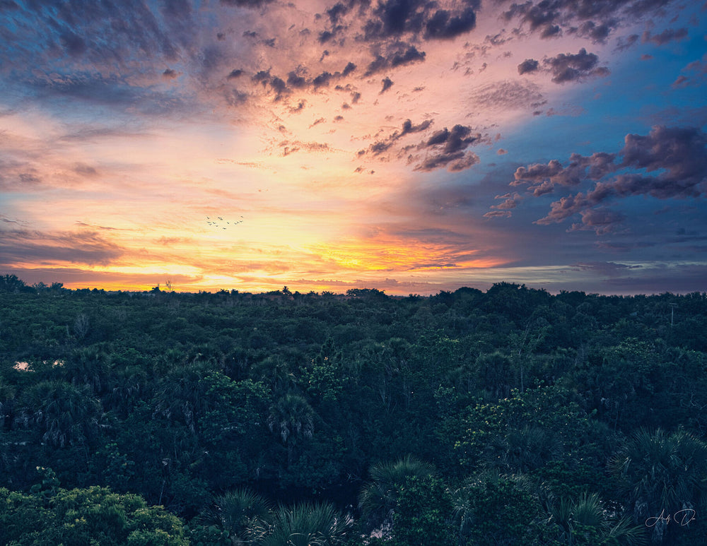 Sunset burning orange and pink above a dark treeline